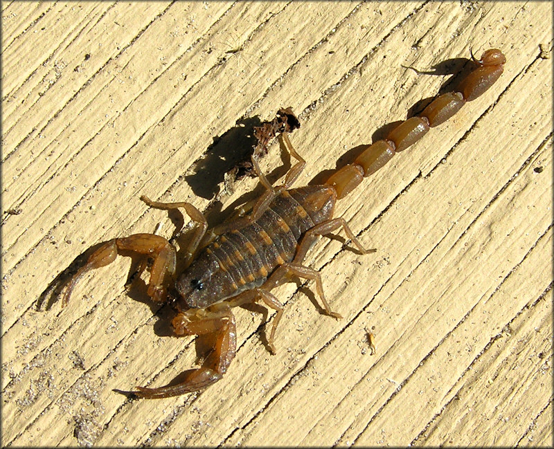 Hentz's Striped Scorpion [Centruroides hentzi]
